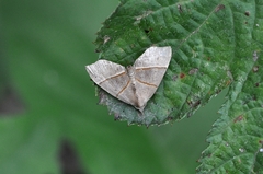 Gonepatica opalina