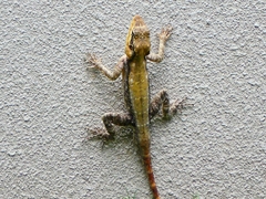 Psammophilus dorsalis