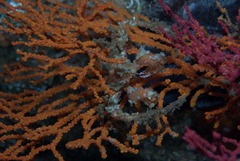 Achaeopsis spinulosa