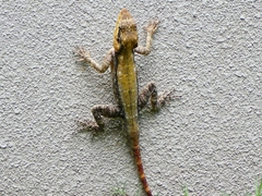 Psammophilus dorsalis