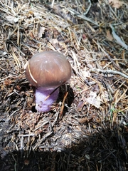 Cortinarius stillatitius