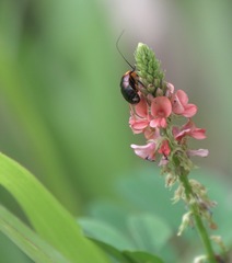 Hemithyrsocera palliata