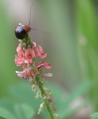 Hemithyrsocera palliata