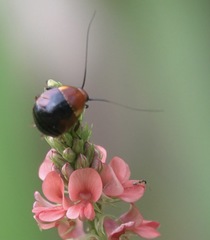 Hemithyrsocera palliata