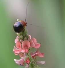 Hemithyrsocera palliata