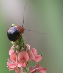 Hemithyrsocera palliata