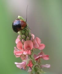 Hemithyrsocera palliata