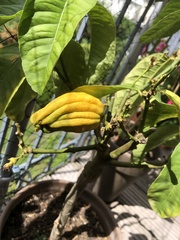 Citrus medica sarcodactylis