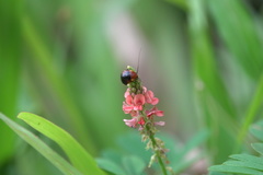 Hemithyrsocera palliata