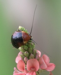 Hemithyrsocera palliata