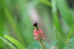 Hemithyrsocera palliata