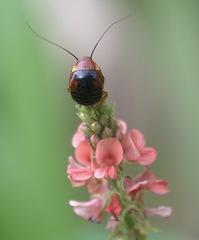 Hemithyrsocera palliata