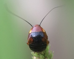 Hemithyrsocera palliata