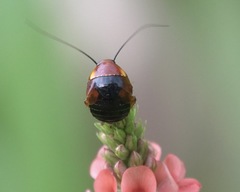 Hemithyrsocera palliata