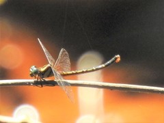 Microgomphus chelifer