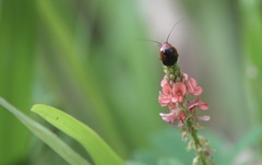 Hemithyrsocera palliata