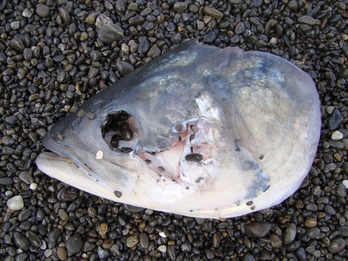 Arripis trutta
