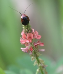 Hemithyrsocera palliata