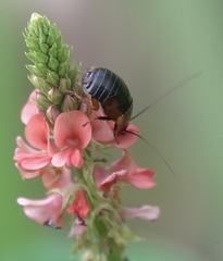 Hemithyrsocera palliata