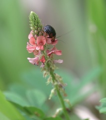 Hemithyrsocera palliata
