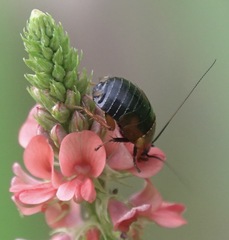 Hemithyrsocera palliata