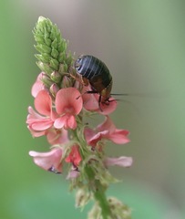 Hemithyrsocera palliata