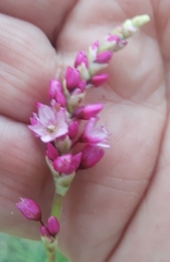Persicaria orientalis