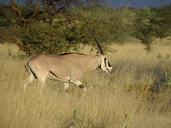 Oryx beisa beisa