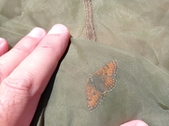 Melitaea varia