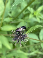 Megachile disjuncta