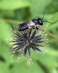 Megachile disjuncta