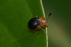 Corynomalus marginatus