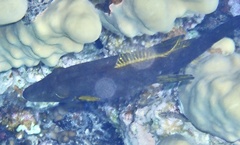 Amanses scopas