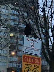 Corvus brachyrhynchos caurinus