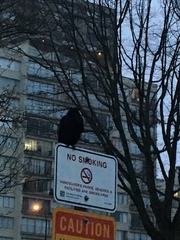Corvus brachyrhynchos caurinus