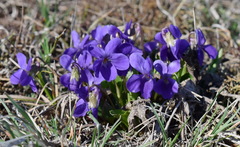 Viola ambigua