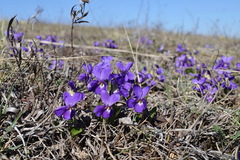Viola ambigua