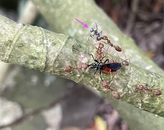 Polyrhachis bicolor