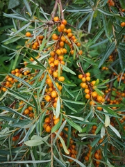 Hippophae