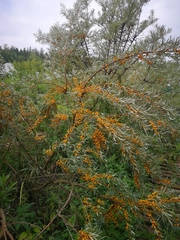 Hippophae