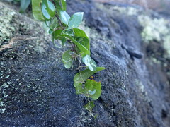 Dioscorea burchellii