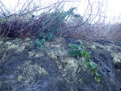 Dioscorea burchellii