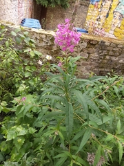 Chamaenerion angustifolium