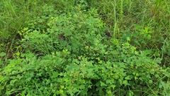 Erythrina herbacea image