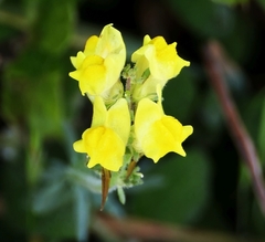 Linaria supina
