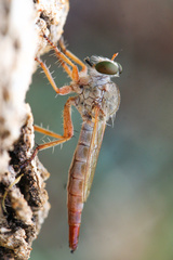 Asilinae