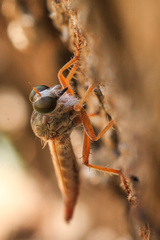 Asilinae