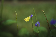 Eurema simulatrix