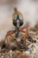 Asilinae