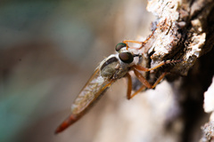 Asilinae